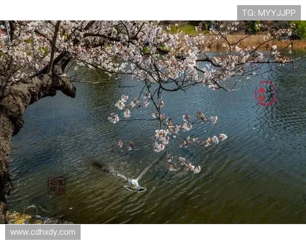 樱花队与东京队激战正酣比分结果揭晓精彩瞬间回顾 樱花队与东京队激战正酣比分结果揭晓精彩瞬间回顾